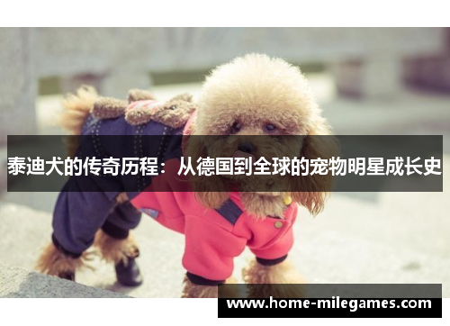 泰迪犬的传奇历程：从德国到全球的宠物明星成长史