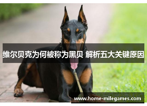 维尔贝克为何被称为黑贝 解析五大关键原因 维尔贝克为何被称为黑贝 解析五大关键原因